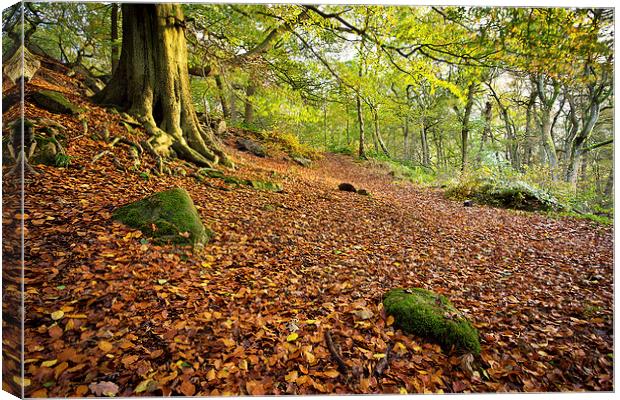  Autumnal Padley Gorge Canvas Print by Phil Sproson