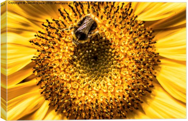  Busy Bee Canvas Print by James Byrne