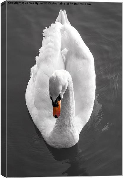  I, Swan Canvas Print by James Byrne