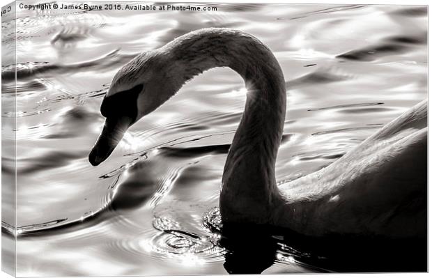  Swan Silhouette Canvas Print by James Byrne