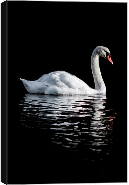 Graceful Reflections Canvas Print by James Byrne