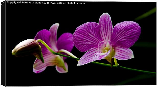 Purple Orchids  Canvas Print by Michaela Murray