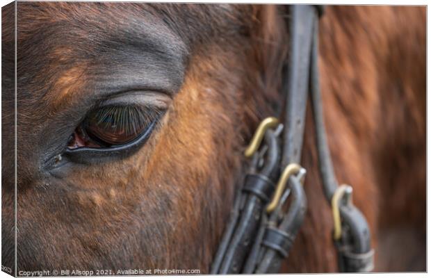 Eye and bridle. Canvas Print by Bill Allsopp