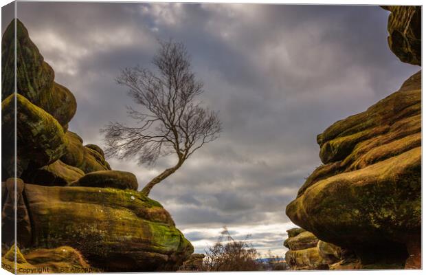 Brimham rocks. Canvas Print by Bill Allsopp