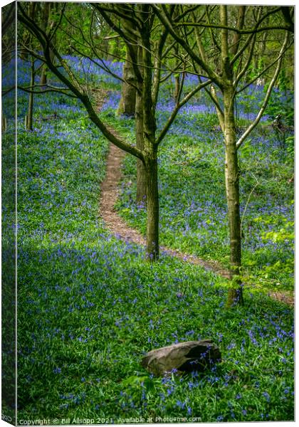 Buebells in The Outwoods. Canvas Print by Bill Allsopp