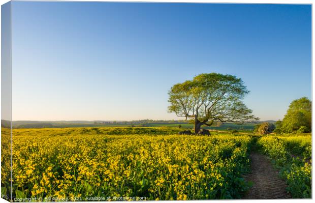 That tree, Melton. Canvas Print by Bill Allsopp