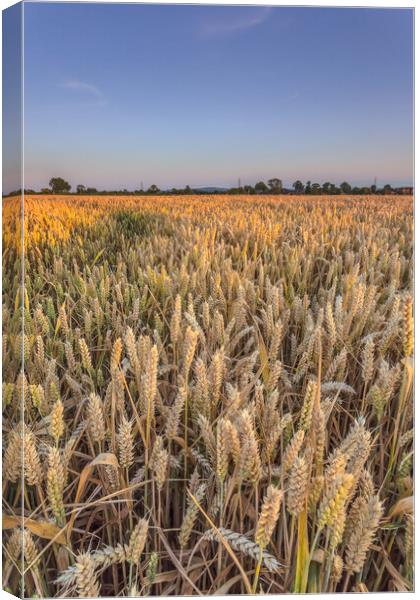 The wheatfield. Canvas Print by Bill Allsopp