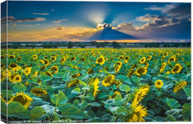Sunflower sunset Canvas Print by Bill Allsopp