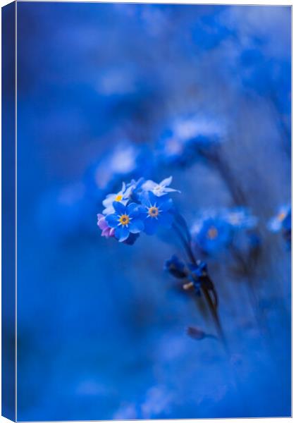 Forget-me-not  Canvas Print by Bill Allsopp