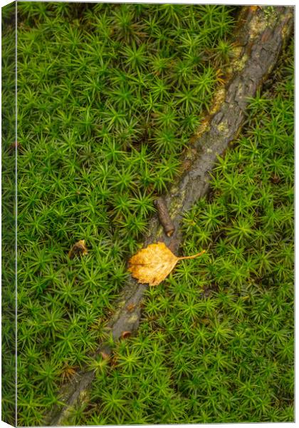 Star Moss growing in woodland. Canvas Print by Bill Allsopp