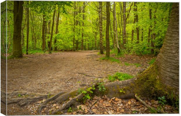 The Outwoods Canvas Print by Bill Allsopp
