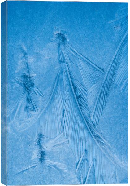 Jack Frost's Feathers  Canvas Print by Bill Allsopp