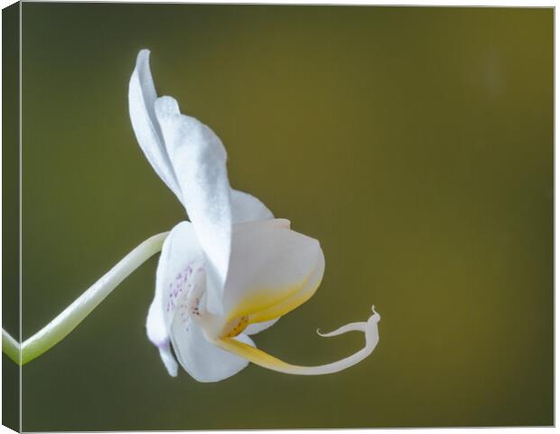 White Orchid. Canvas Print by Bill Allsopp