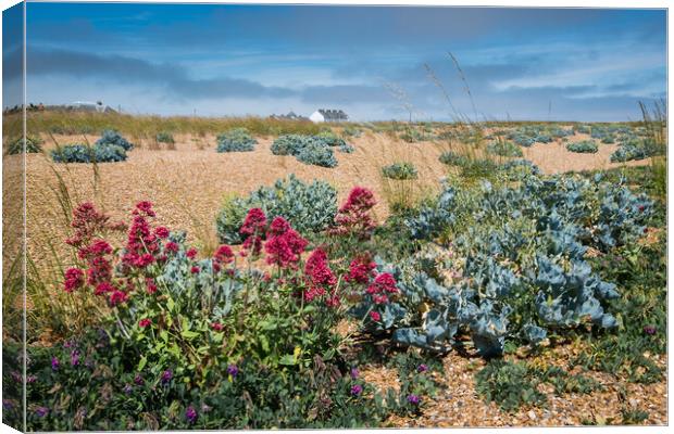 Shingle Street. Canvas Print by Bill Allsopp