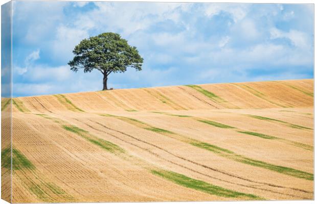 Skyline Tree. Canvas Print by Bill Allsopp