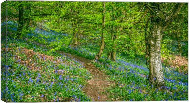 Into the Bluebell Woods. Canvas Print by Bill Allsopp