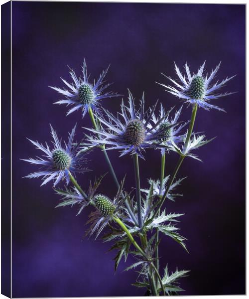 Prickly on purple #2 Canvas Print by Bill Allsopp