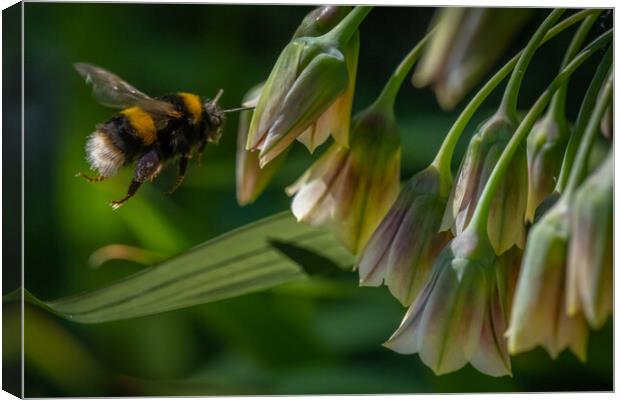 Flight of the Bumble Bee #1 Canvas Print by Bill Allsopp