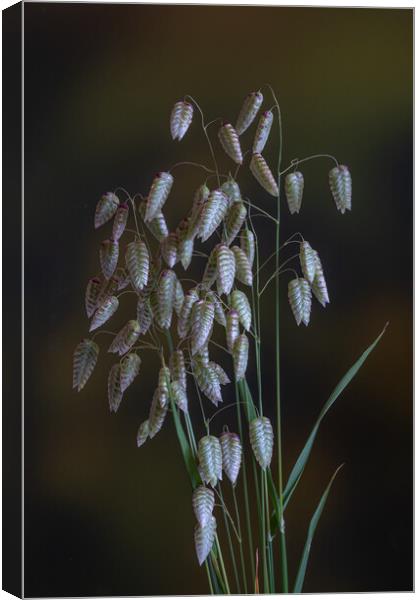 Greater Quaking Grass low key. Canvas Print by Bill Allsopp
