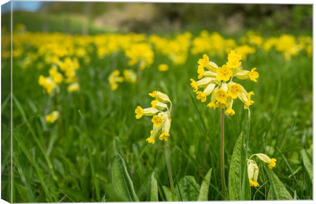 Massed Cowslips Canvas Print by Bill Allsopp