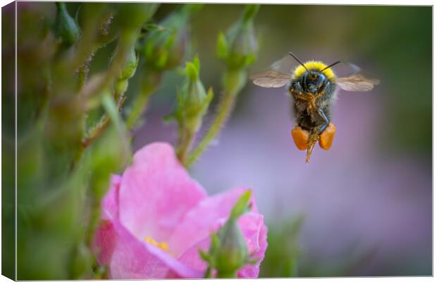 Early Bumble Bee at take off. Canvas Print by Bill Allsopp