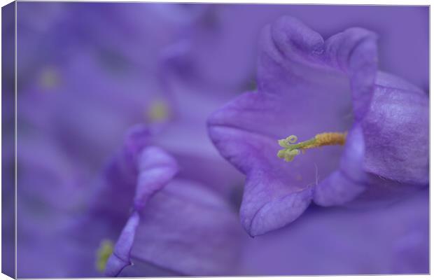 Captivating Close-Up: Campanula Blooms Canvas Print by Bill Allsopp