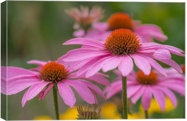 Massed pink conflowers. Canvas Print by Bill Allsopp