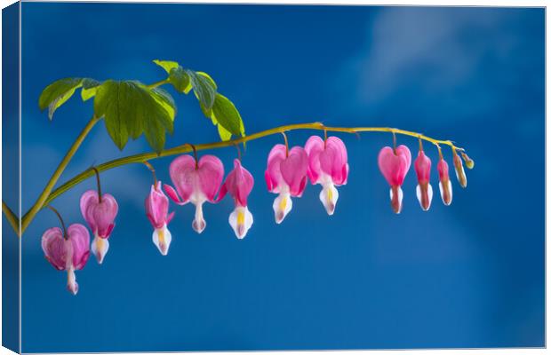 A Bleeding Heart under a blue sky. Canvas Print by Bill Allsopp