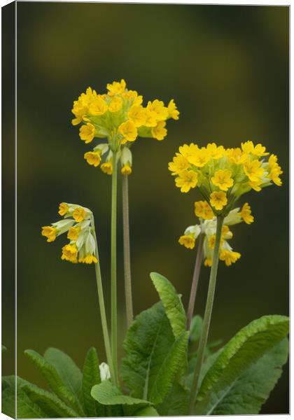 Cowslips standing proud. Canvas Print by Bill Allsopp