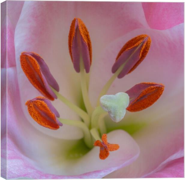 Structure of a Lily. Canvas Print by Bill Allsopp
