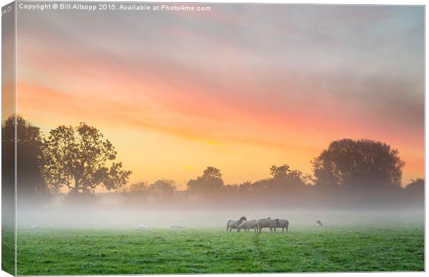 Sheep huddle together on a cold morning. Canvas Print by Bill Allsopp