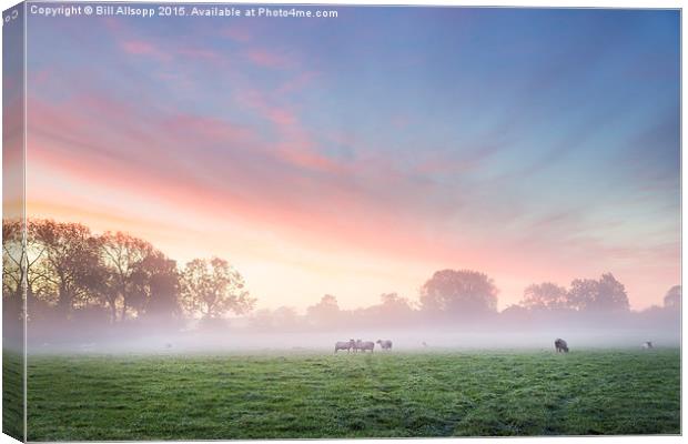 Sheep at dawn. Canvas Print by Bill Allsopp