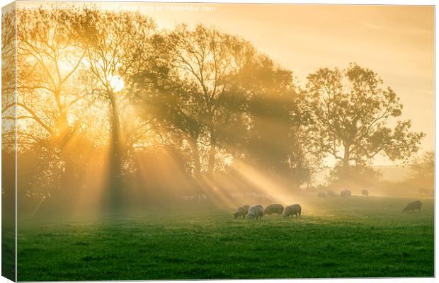 A new day's rays #1 Canvas Print by Bill Allsopp