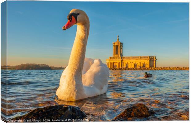 Rutland Water Swan. Canvas Print by Bill Allsopp