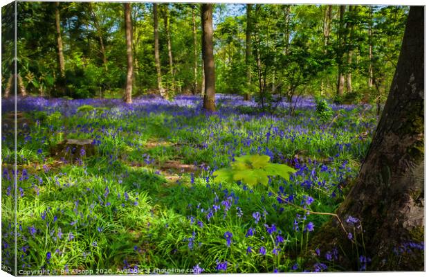 Bluebell wood. Canvas Print by Bill Allsopp