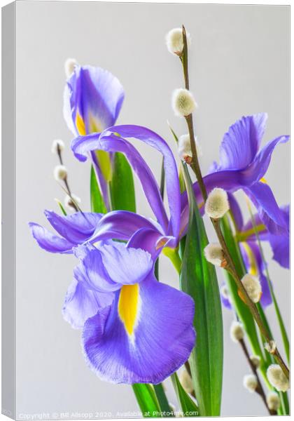 Iris and pussy Willow flowers. Canvas Print by Bill Allsopp