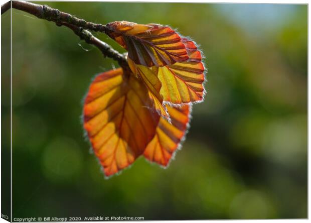 Backlit beech. Canvas Print by Bill Allsopp