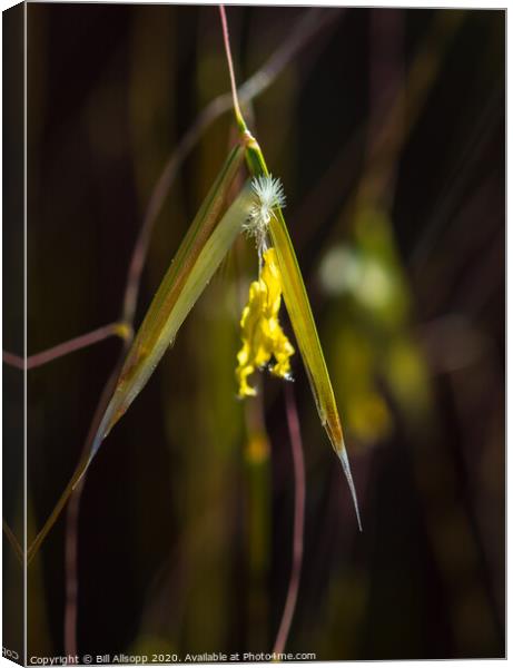 Giant feather grass flower. Canvas Print by Bill Allsopp