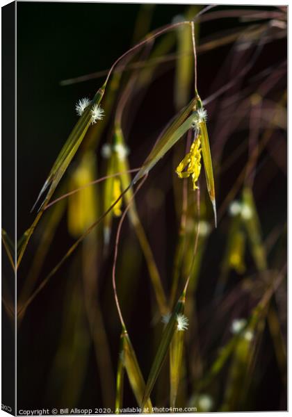 Giant feather grass flowers. Canvas Print by Bill Allsopp