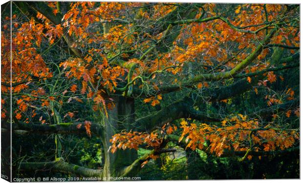 Oak tree in Autumn. Canvas Print by Bill Allsopp