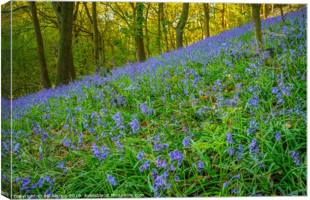 Bluebells in the Outwoods. Canvas Print by Bill Allsopp