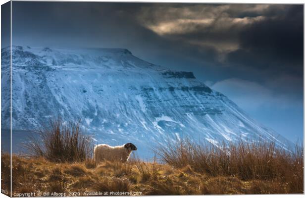 Under Ingleborough. Canvas Print by Bill Allsopp