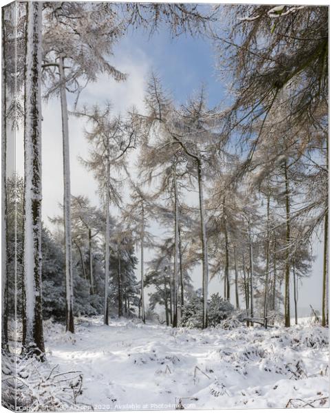 Winter wonderland Canvas Print by Bill Allsopp