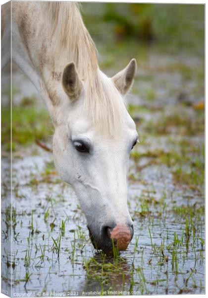 Grey horse grazing in a flooded field Canvas Print by Bill Allsopp