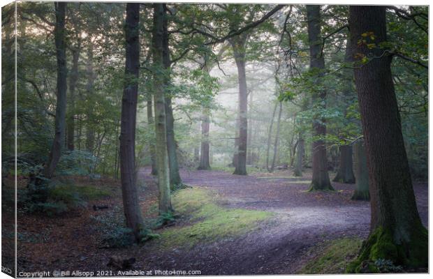 Soft oaks. Canvas Print by Bill Allsopp