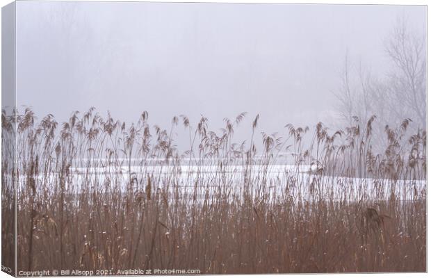 Reeds on a misty day. Canvas Print by Bill Allsopp