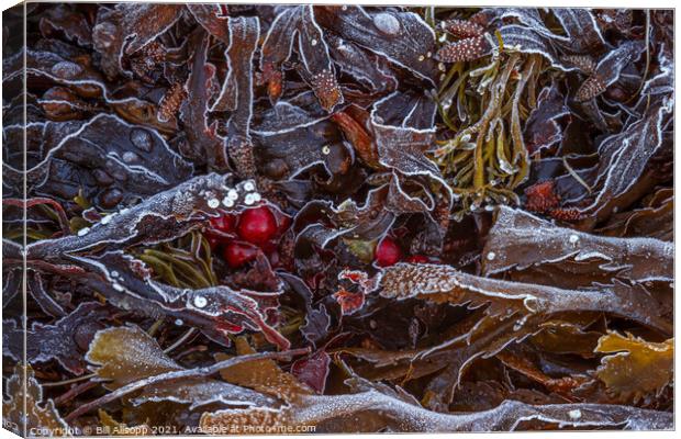 Frosted seaweed Canvas Print by Bill Allsopp