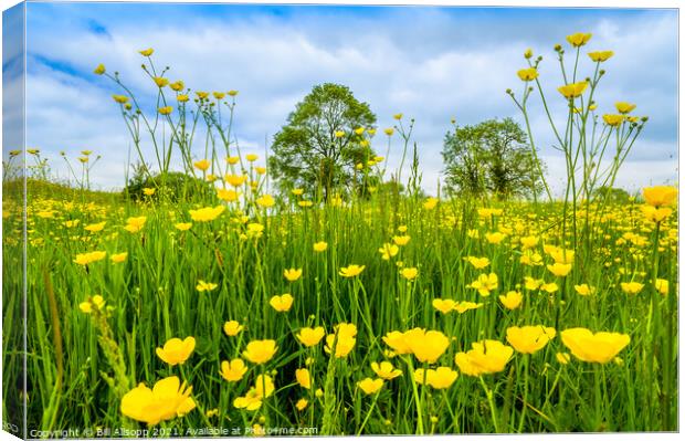 As we lie in fields of gold. Canvas Print by Bill Allsopp