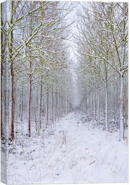 Woodland in winter. Canvas Print by Bill Allsopp