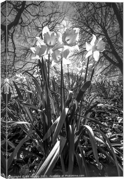 Daffodils. Canvas Print by Bill Allsopp